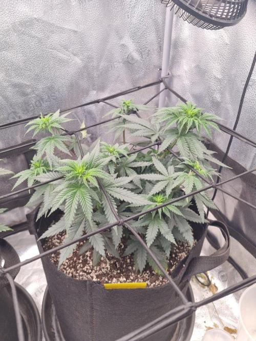 There Is Cheese In My Waffles!. Week 7 - D45