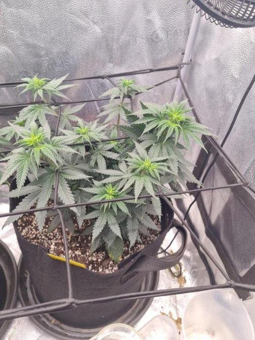 There Is Cheese In My Waffles!. Week 7 - D46