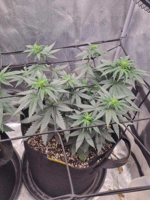 There Is Cheese In My Waffles!. Week 7 - D47