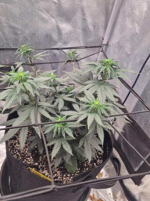 There Is Cheese In My Waffles!. Week 7 - D48