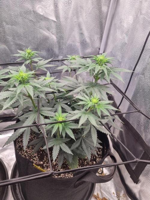 There Is Cheese In My Waffles!. Week 7 - D49