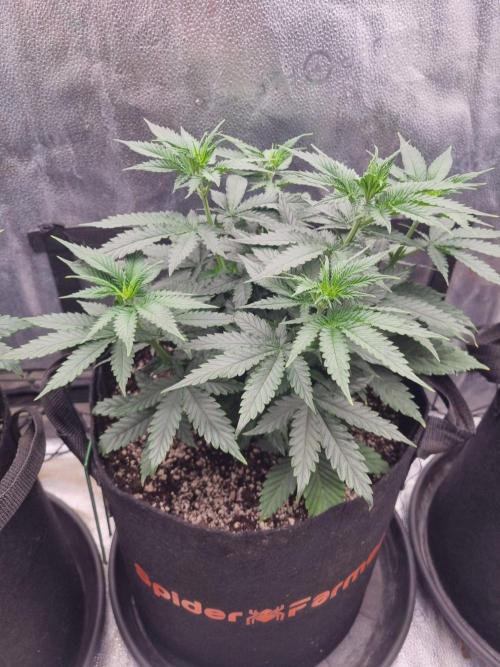 A New Generation Of Haze?!. Week 7 - D43