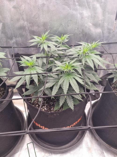 A New Generation Of Haze?!. Week 7 - D44