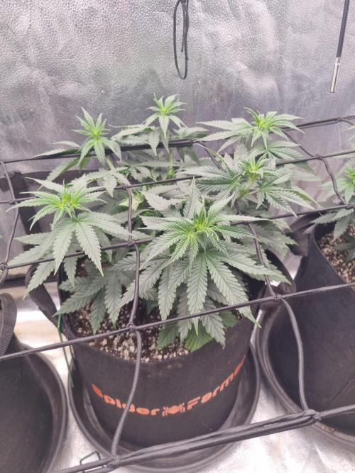 A New Generation Of Haze?!. Week 7 - D45