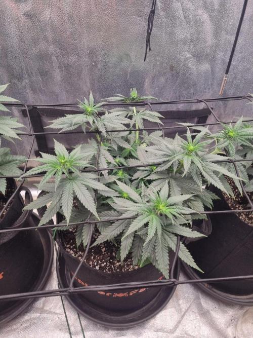 A New Generation Of Haze?!. Week 7 - D47