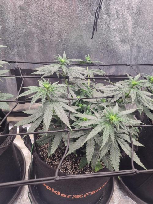 A New Generation Of Haze?!. Week 7 - D48