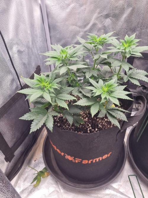 Brain Freeze Never Felt So Good!. Week 7 - D43