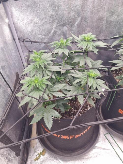 Brain Freeze Never Felt So Good!. Week 7 - D45