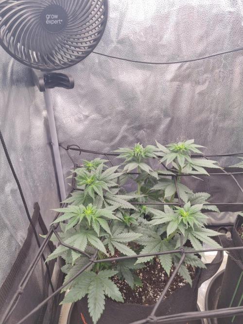 Brain Freeze Never Felt So Good!. Week 7 - D46