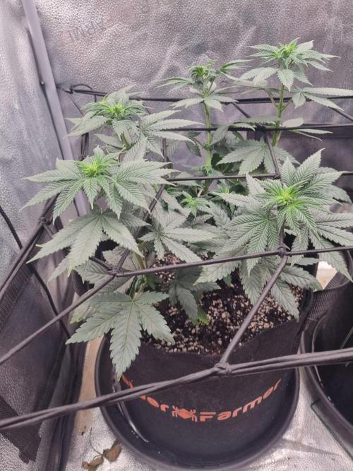 Brain Freeze Never Felt So Good!. Week 7 - D48