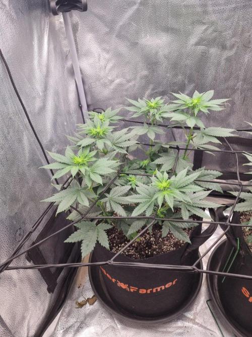 Lemon Cherry Gelato F1. Week 7