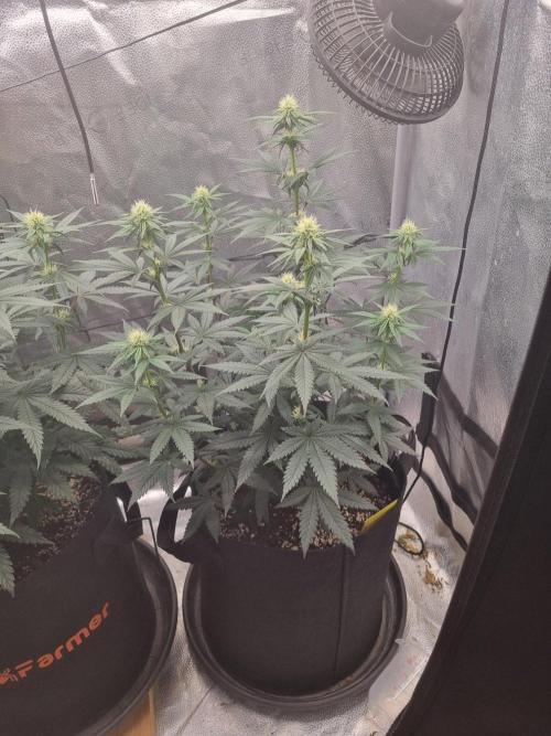 There Is Cheese In My Waffles!. Week 9 - Day60