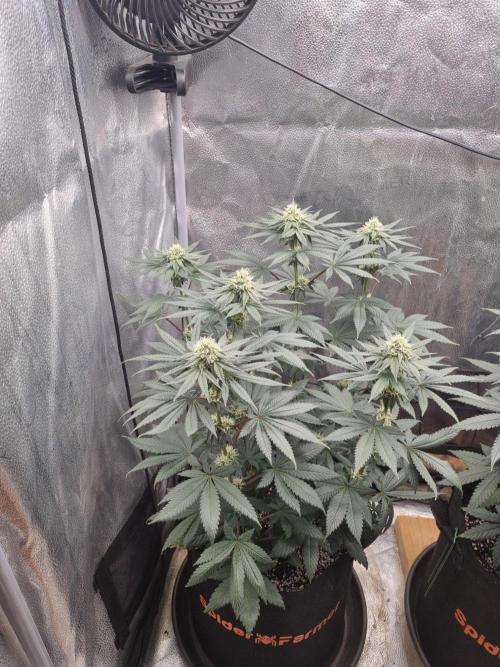 Brain Freeze Never Felt So Good!. Week 10 - Day69
