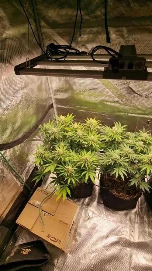 Multi-Grow (rqs: FrSp, PoFl/ zam: RaBe) Photos