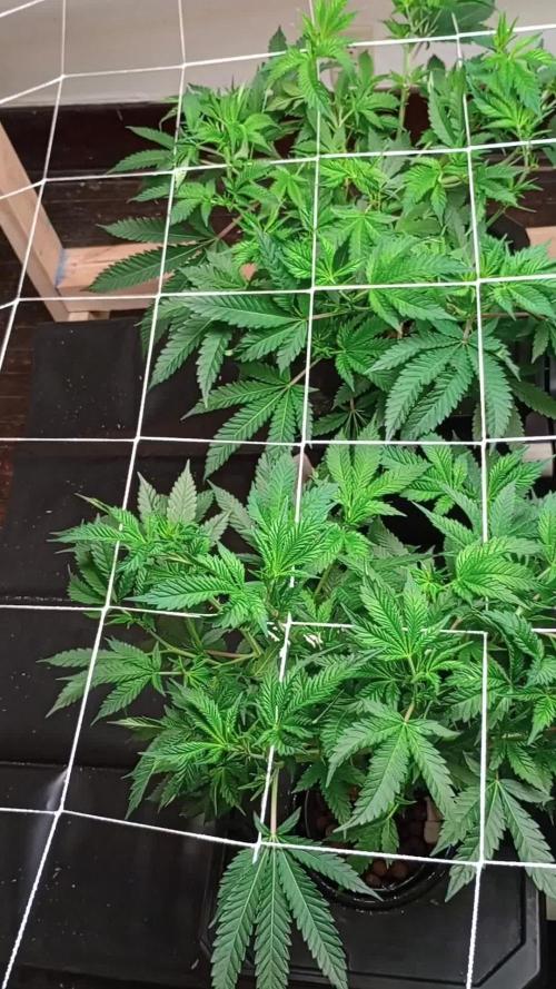 RDWC super silver haze