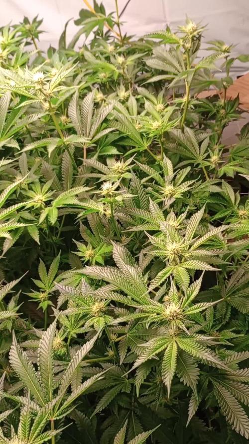 RDWC super silver haze