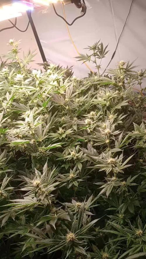 RDWC super silver haze