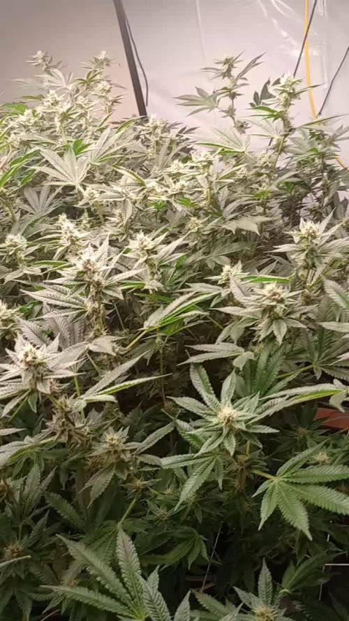 RDWC super silver haze