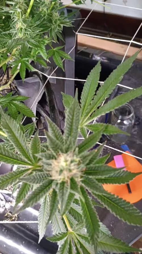 RDWC super silver haze