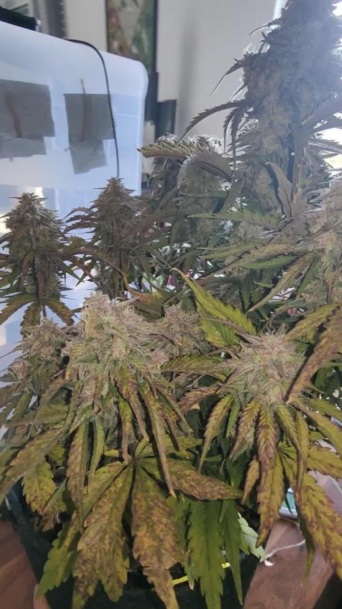 Cinderella Auto Fast Buds