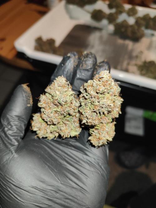 Tropicana Cookies Outdoor. Week 18