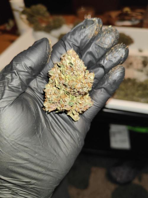 Tropicana Cookies Outdoor. Week 18