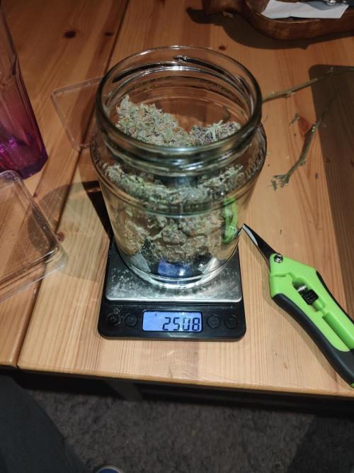 Tropicana Cookies Outdoor. Week 18