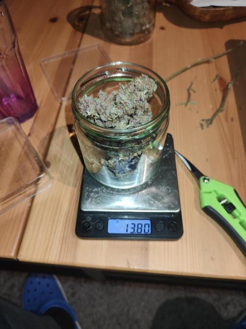 Tropicana Cookies Outdoor. Week 18