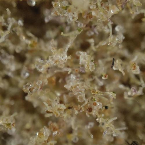 Tropicana Cookies Outdoor. Week 18