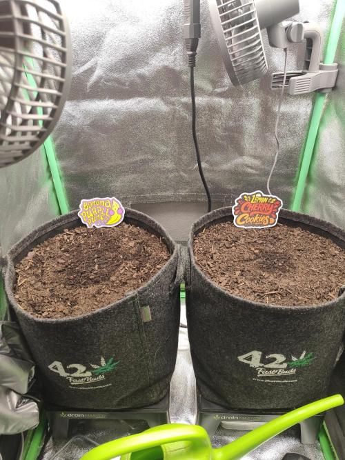 BPP & LCC Auto. Week 0