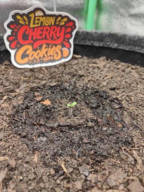 BPP & LCC Auto. Week 0