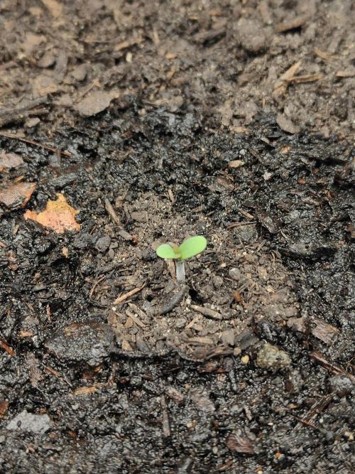 BPP & LCC Auto. Week 0