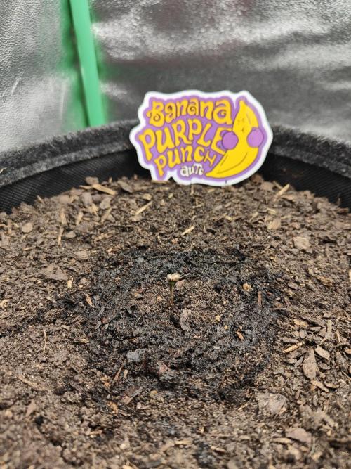 BPP & LCC Auto. Week 0