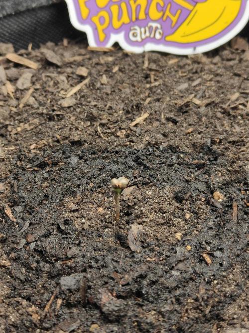 BPP & LCC Auto. Week 0