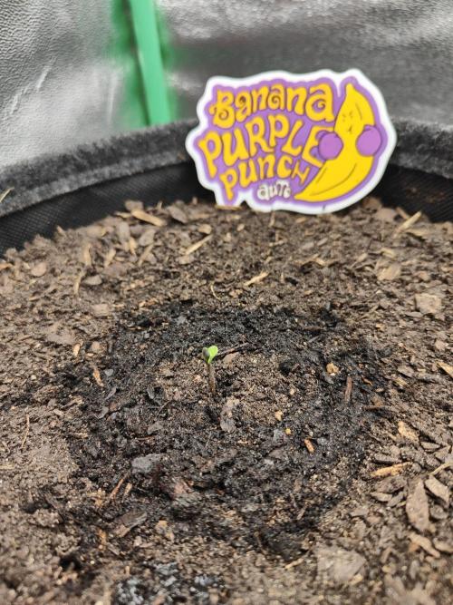 BPP & LCC Auto. Week 0