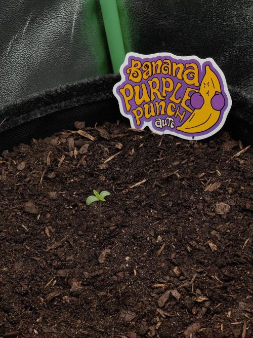 BPP & LCC Auto. Week 1