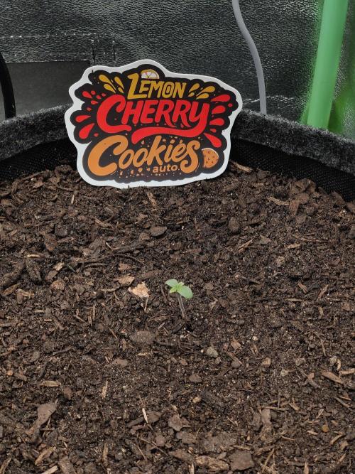 BPP & LCC Auto. Week 1