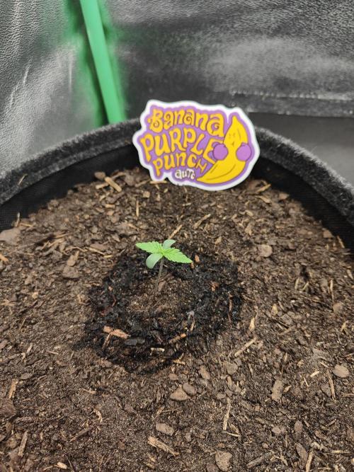 BPP & LCC Auto. Week 1