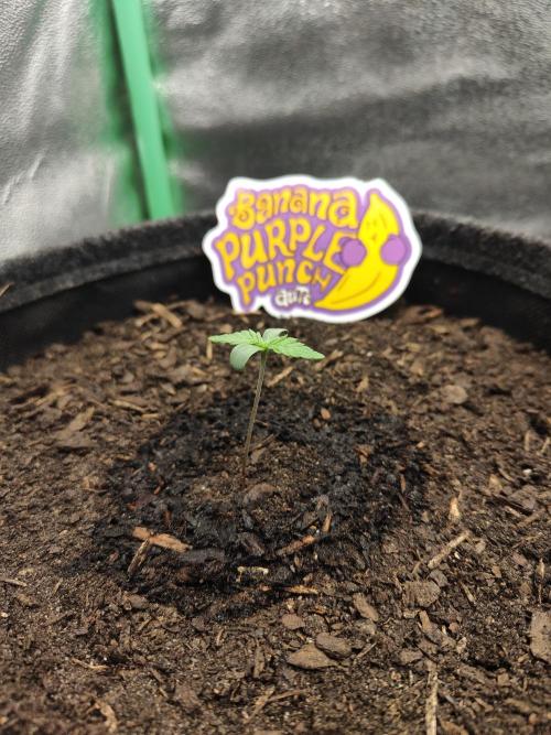 BPP & LCC Auto. Week 1