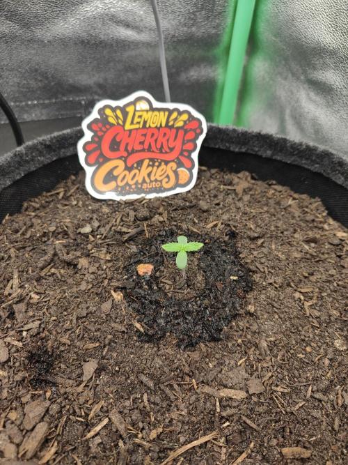 BPP & LCC Auto. Week 1