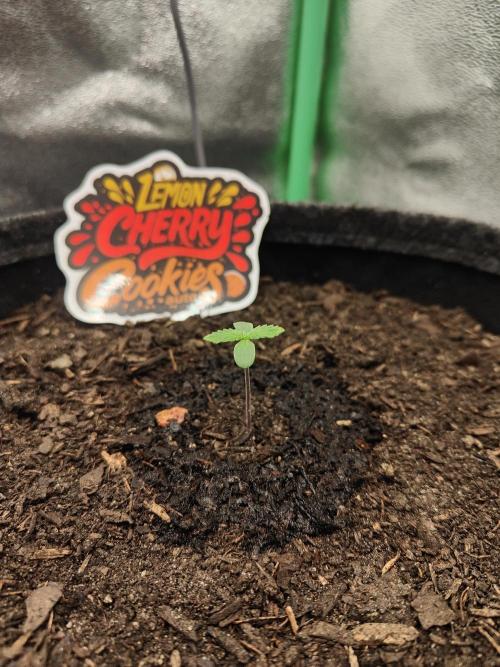 BPP & LCC Auto. Week 1