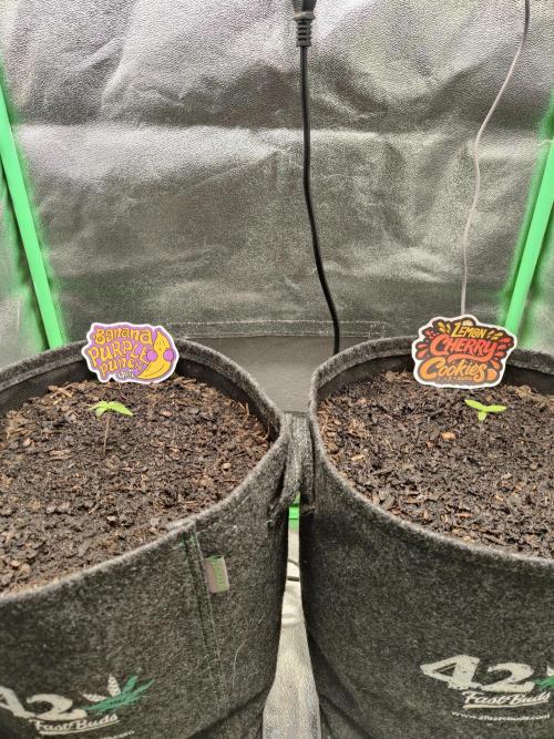 BPP & LCC Auto. Week 1