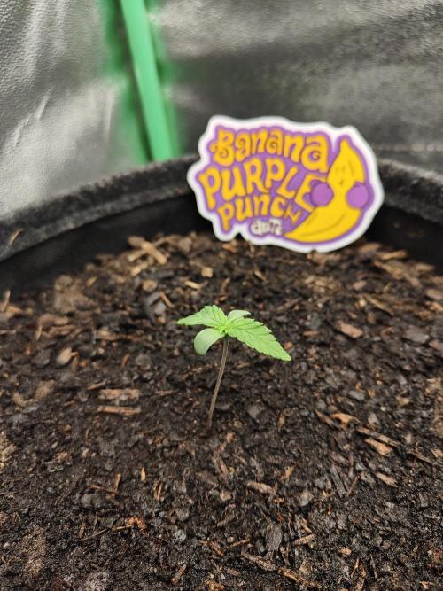 BPP & LCC Auto. Week 1