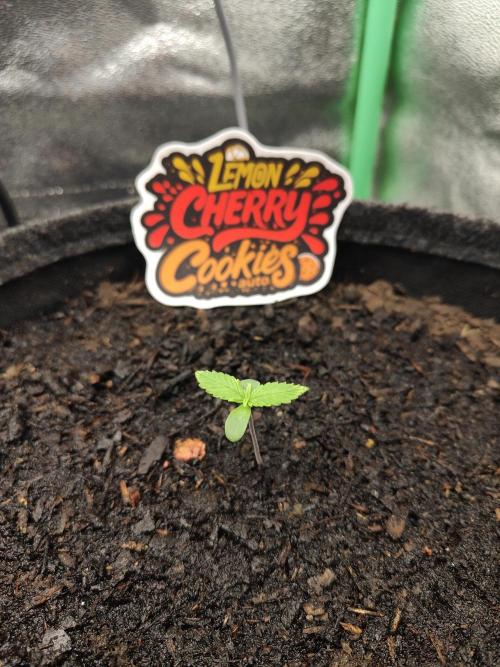 BPP & LCC Auto. Week 1