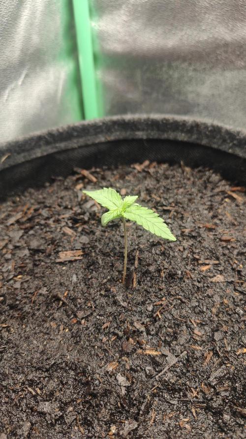 BPP & LCC Auto. Week 2