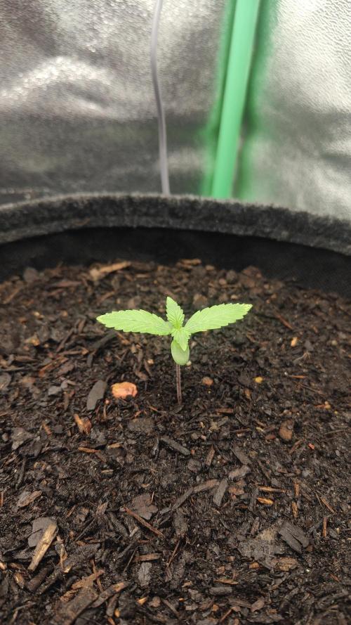 BPP & LCC Auto. Week 2