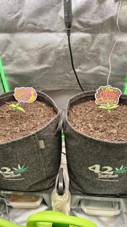 BPP & LCC Auto. Week 2