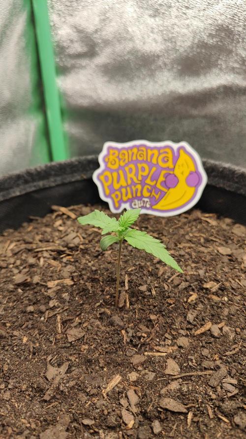 BPP & LCC Auto. Week 2