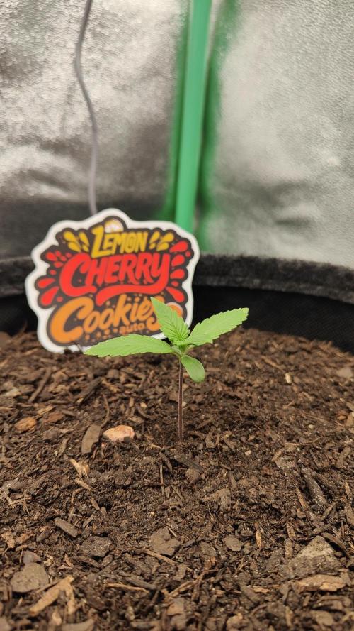 BPP & LCC Auto. Week 2