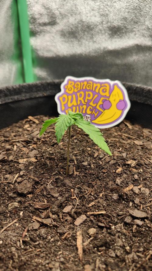 BPP & LCC Auto. Week 2